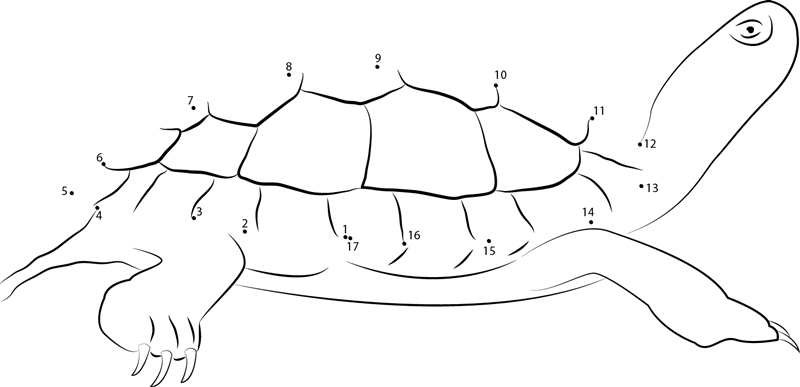 Painted Turtle printable dot to dot worksheet