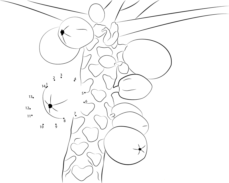 Papaya Tree printable dot to dot worksheet