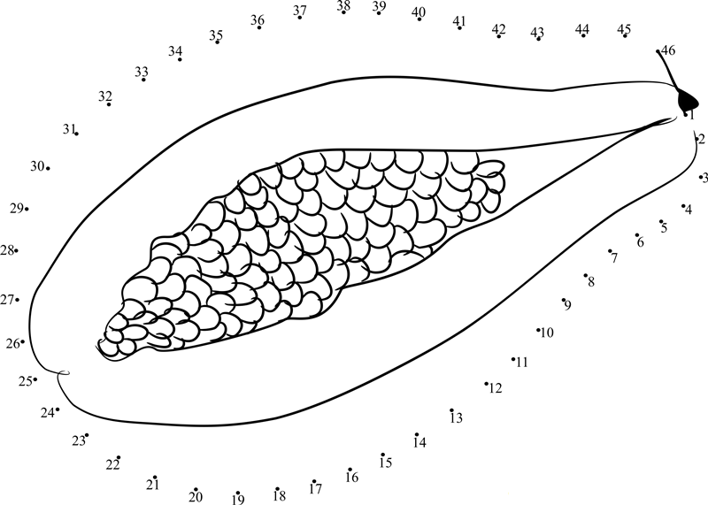 Papaya With Seeds printable dot to dot worksheet