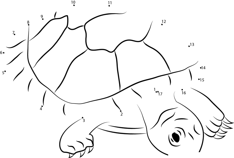 Red Headed Amazon River Turtle dot to dot worksheets