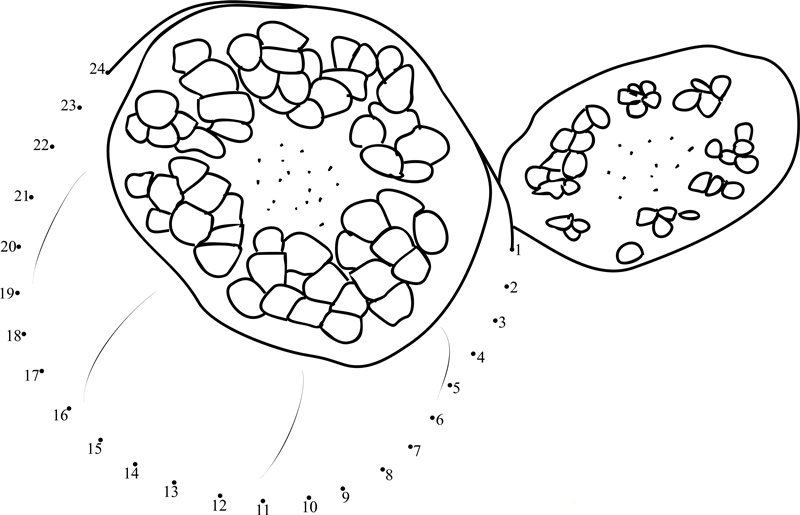 Pomegranate Seeds Open printable dot to dot worksheet