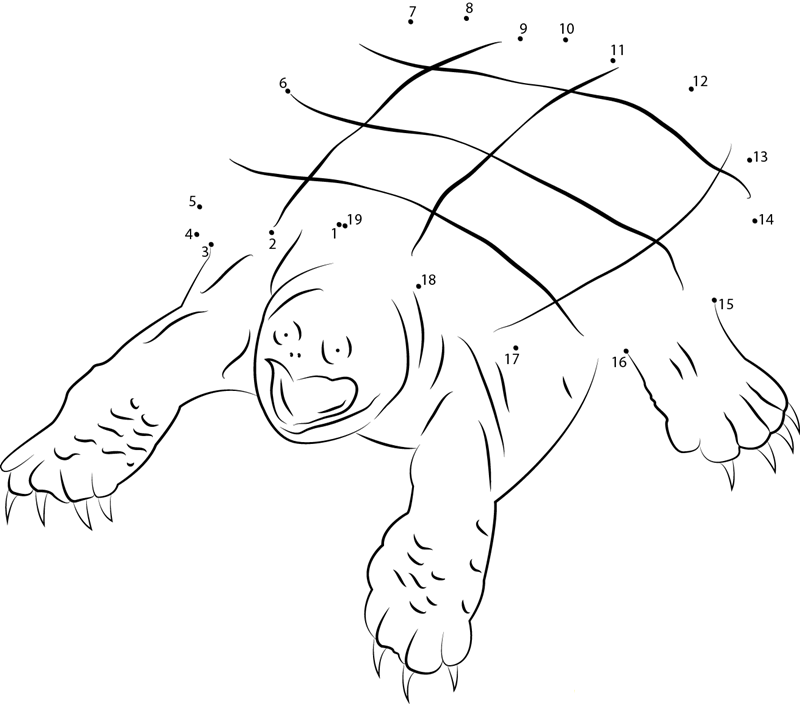 Snapping Turtle printable dot to dot worksheet