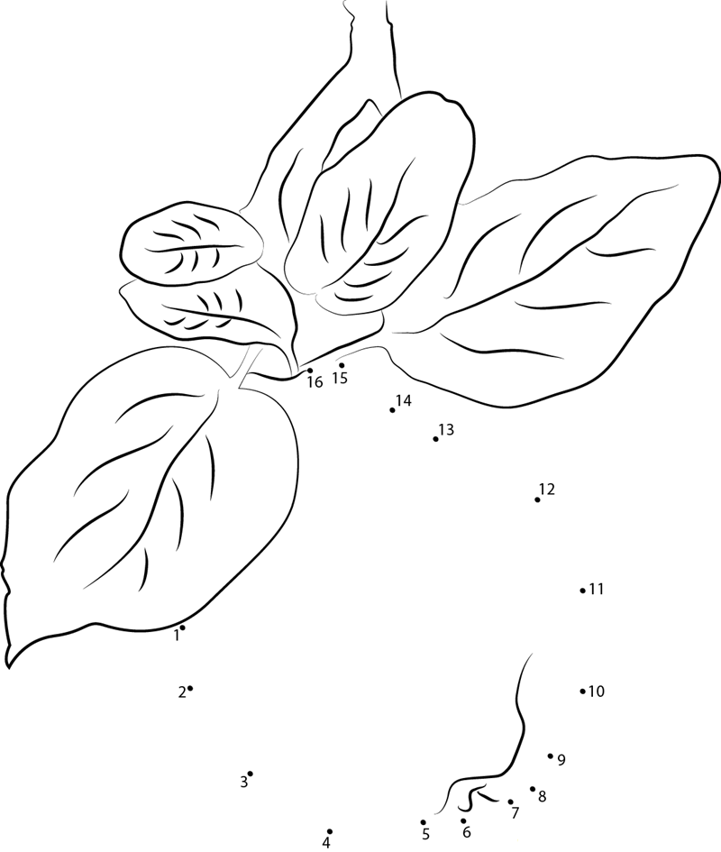 Quince With Leaves printable dot to dot worksheet