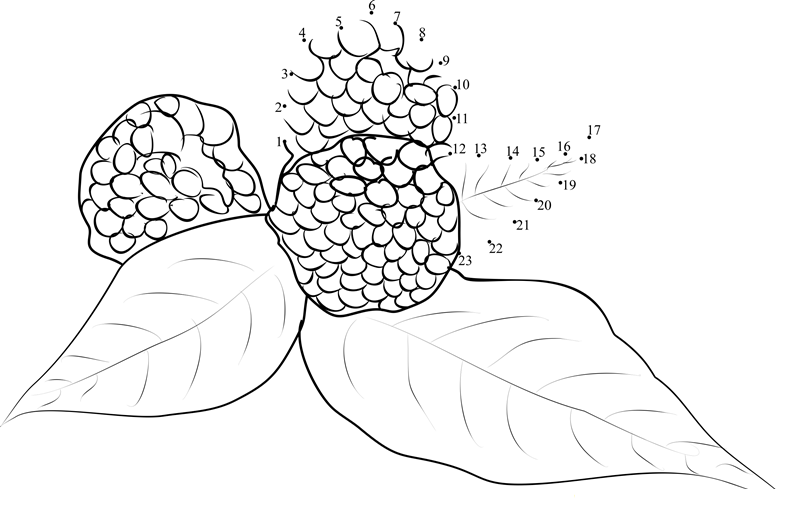 Raspberry printable dot to dot worksheet