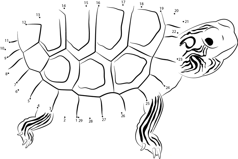 Turtle dot to dot worksheets