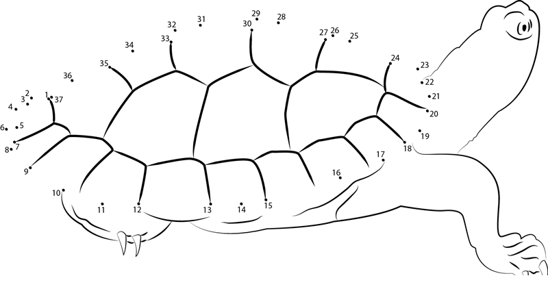 Turtle Look dot to dot worksheets