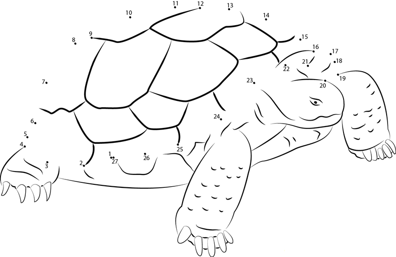 Turtle Standding On Rock dot to dot worksheets