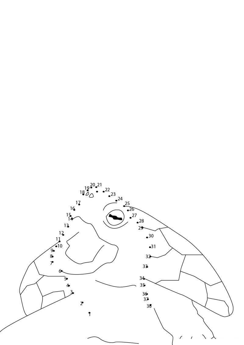 Turtle Tough Eye printable dot to dot worksheet