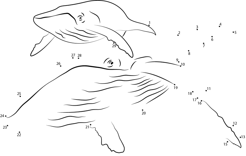 Humpback Whale dot to dot worksheets