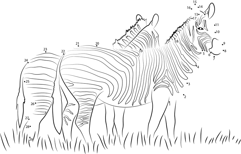 Two Zebras Walking Together dot to dot worksheets