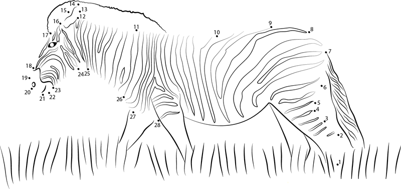 Zebra Walking In The Grass printable dot to dot worksheet