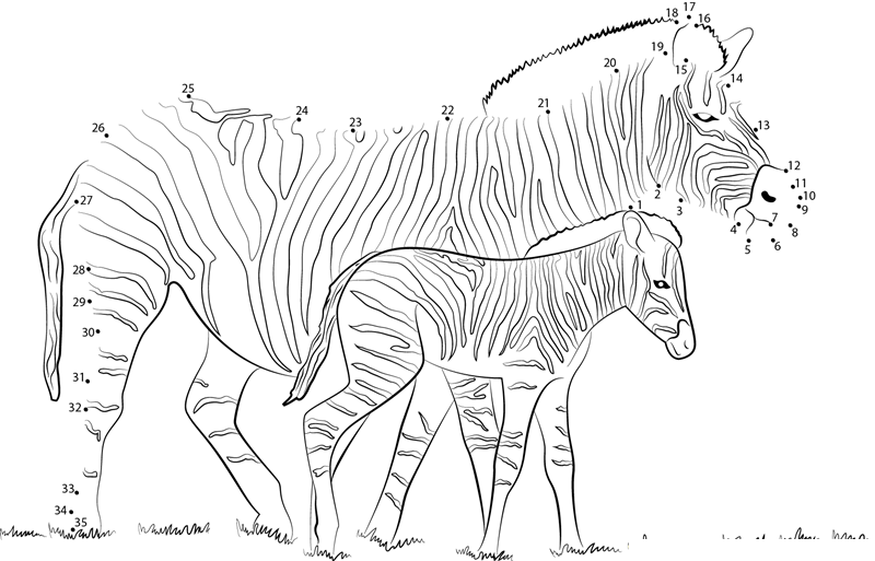 Zebra With His Little Son printable dot to dot worksheet