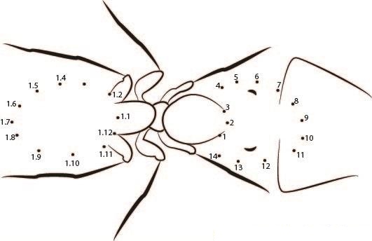 Ant dot to dot worksheet