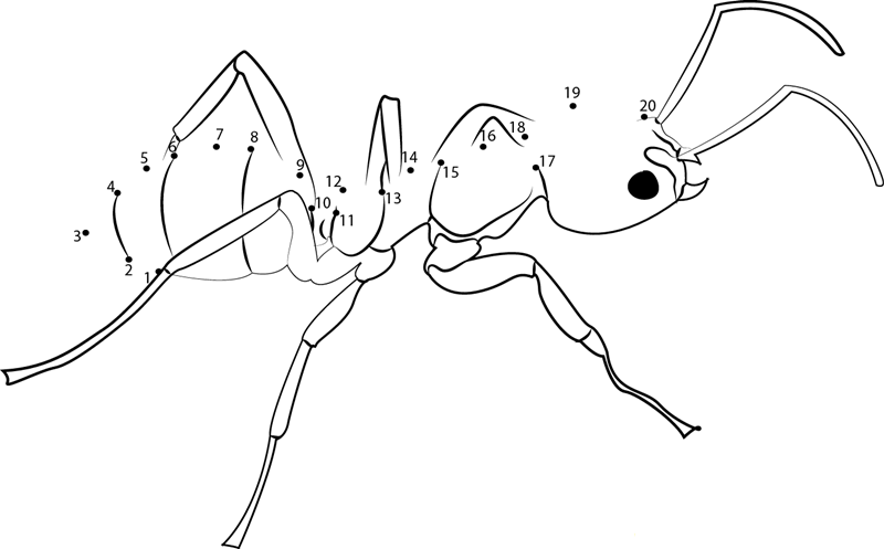 Argentine Ant dot to dot worksheet