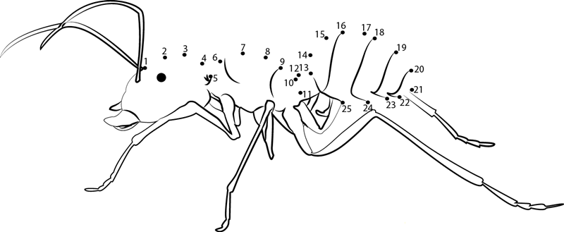 Fire Ants printable dot to dot worksheet