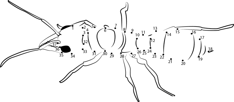 Jerusalem Creek Ant printable dot to dot worksheet