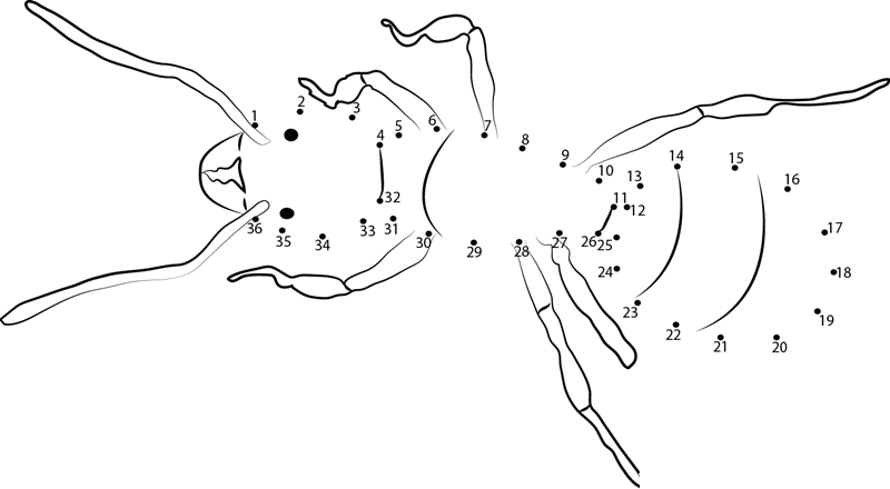 Queen Ant printable dot to dot worksheet