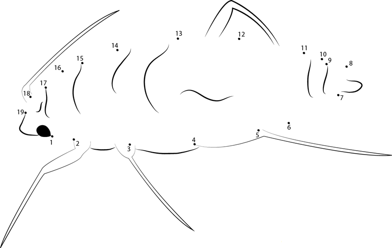 Russian Wheat Aphid printable dot to dot worksheet