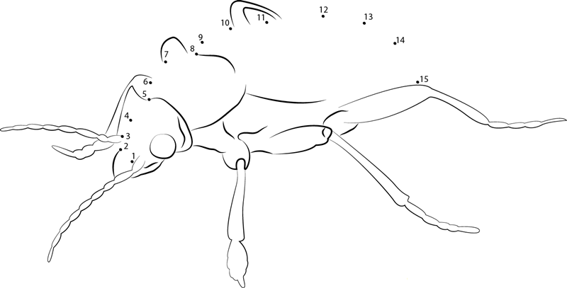 Carabidae Caminara printable dot to dot worksheet