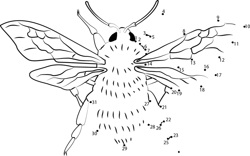 Bombus Proteus Bumble printable dot to dot worksheet