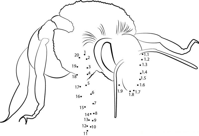 Genius Bumblebee printable dot to dot worksheet