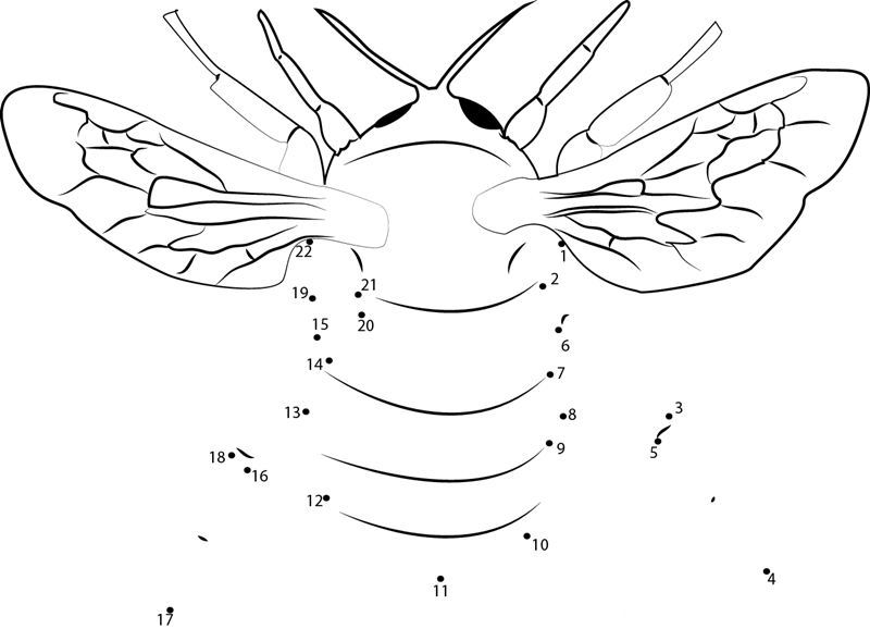 Honey Bumble Bee printable dot to dot worksheet