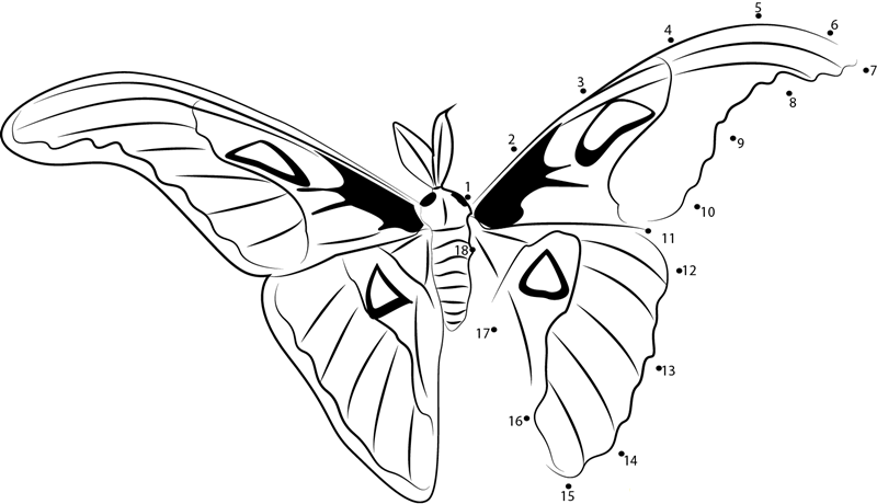 Atlasfalter Butterfly printable dot to dot worksheet