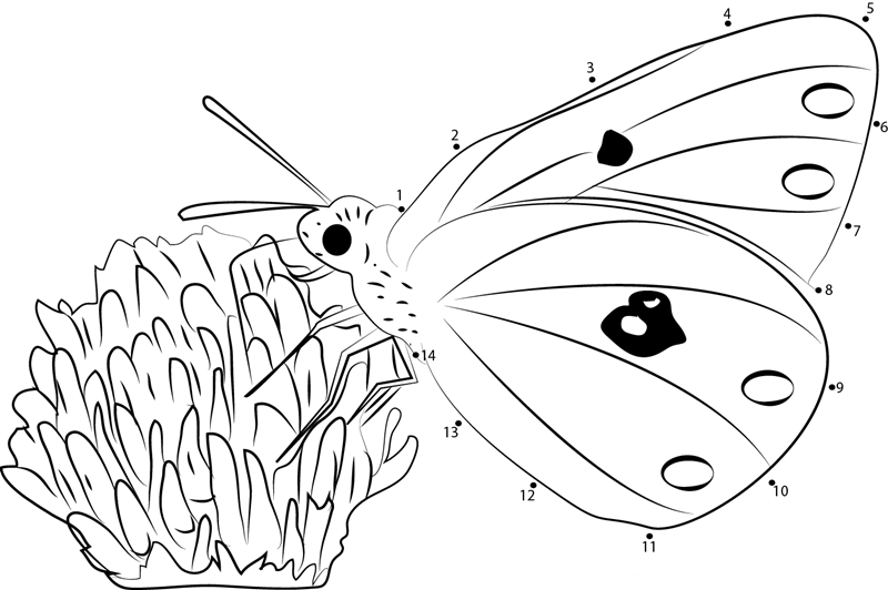 Colias Hyale Butterfly printable dot to dot worksheet