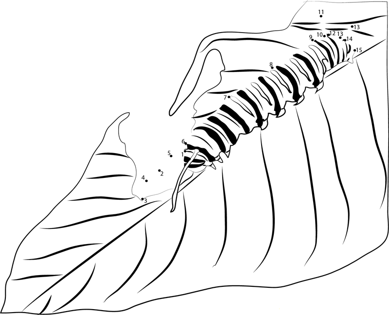 Caterpillar printable dot to dot worksheet