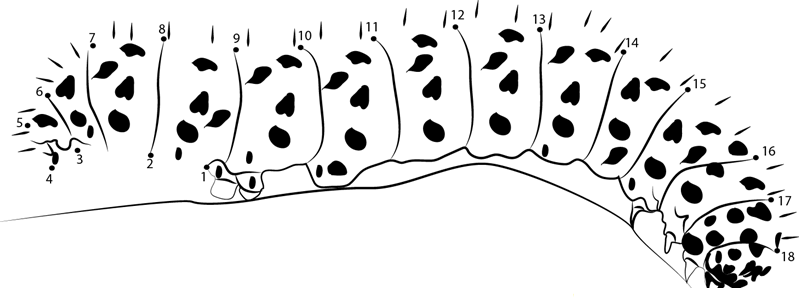 Catpil  Caterpillar printable dot to dot worksheet