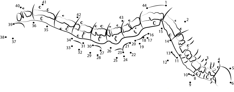 Fijian Looping Caterpillar printable dot to dot worksheet