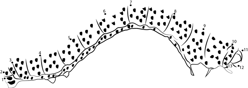 Geometrid Moth Caterpillar printable dot to dot worksheet