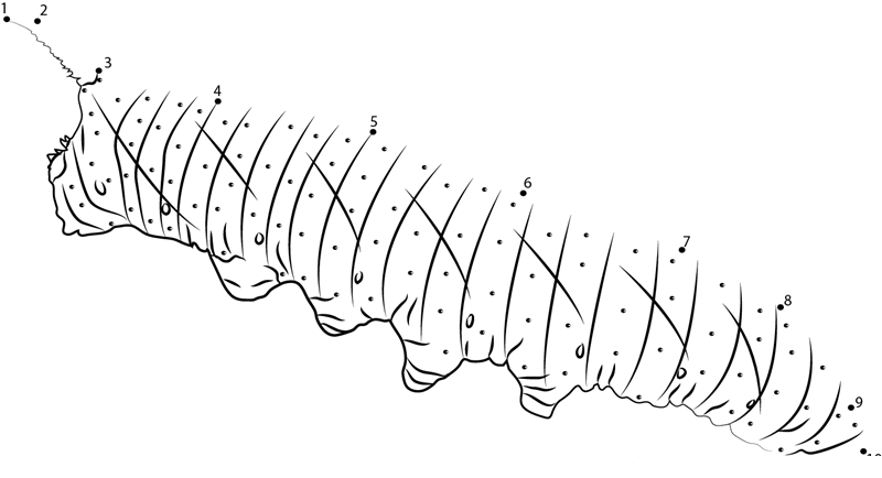 Lime Hawk Moth Caterpillar 2 printable dot to dot worksheet