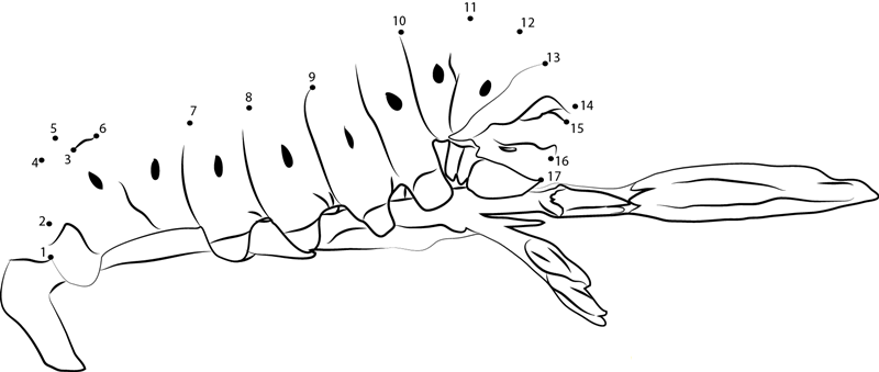 Oleander Hawk Moth Caterpillar printable dot to dot worksheet