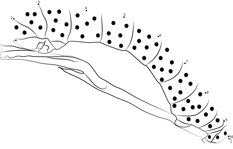 Taman Negara Caterpillar printable dot to dot worksheet