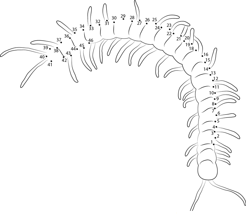 Insect Centipede printable dot to dot worksheet