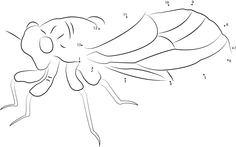 Black Cicada printable dot to dot worksheet