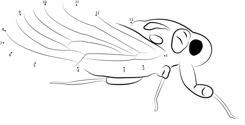 Cicada Pia printable dot to dot worksheet