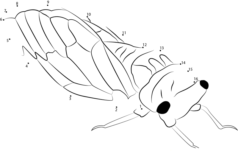 Cicada Qboax printable dot to dot worksheet