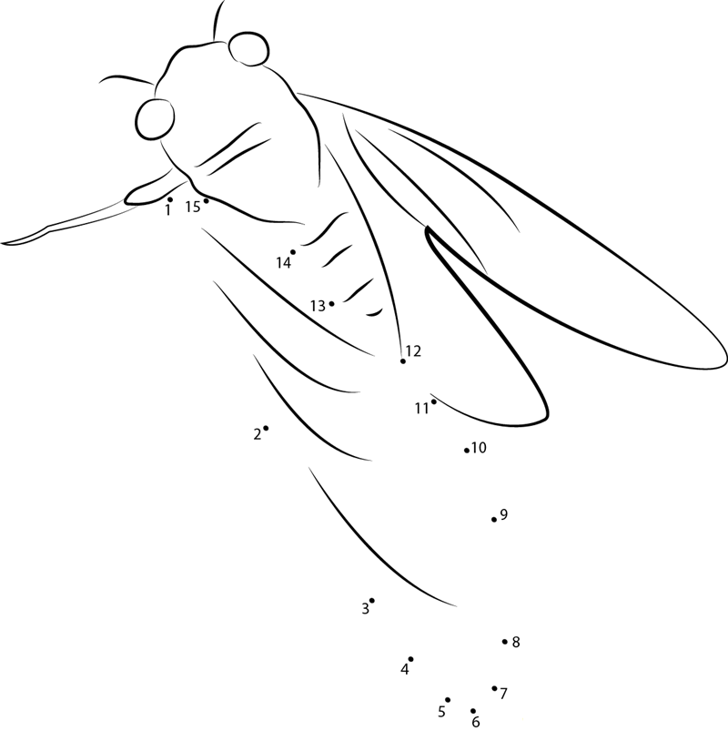 Cicada See printable dot to dot worksheet