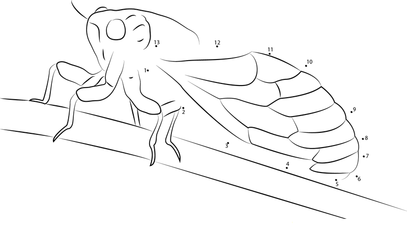 Cicada Stock dot to dot worksheets