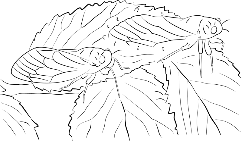 Cicadas On Leaf printable dot to dot worksheet