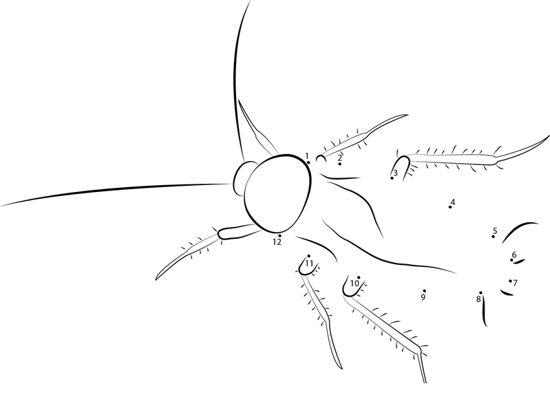 American Cockroach printable dot to dot worksheet