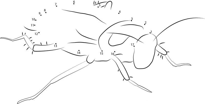 Barata Cucaracha Cockroach dot to dot worksheets