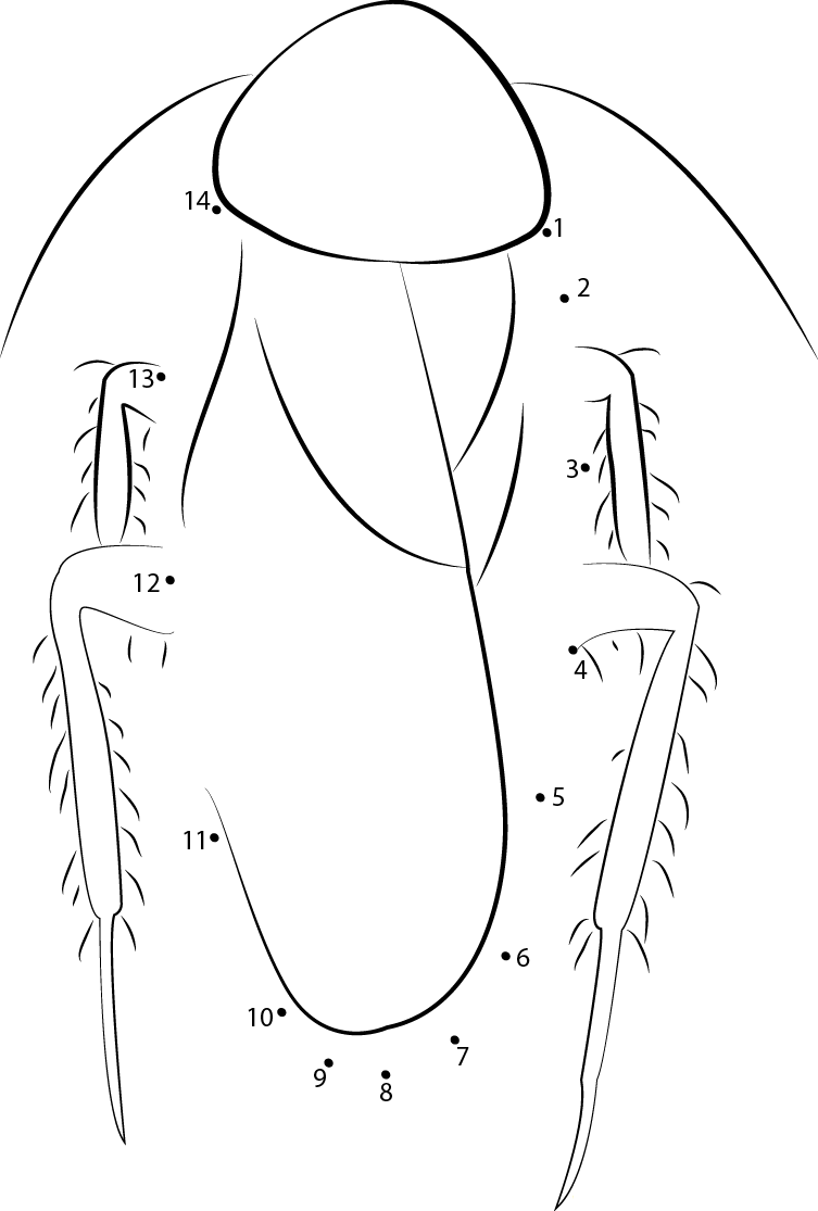 Blattaria dot to dot worksheets