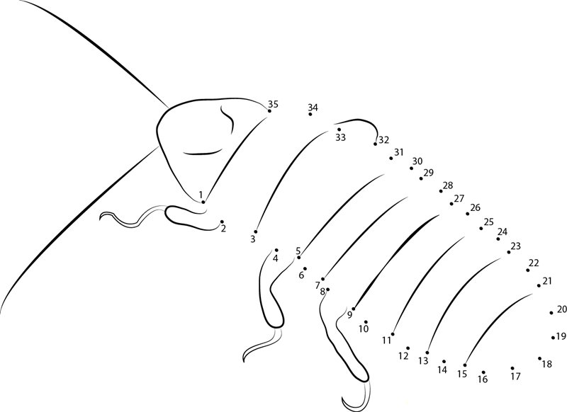 Cockro Blattes printable dot to dot worksheet