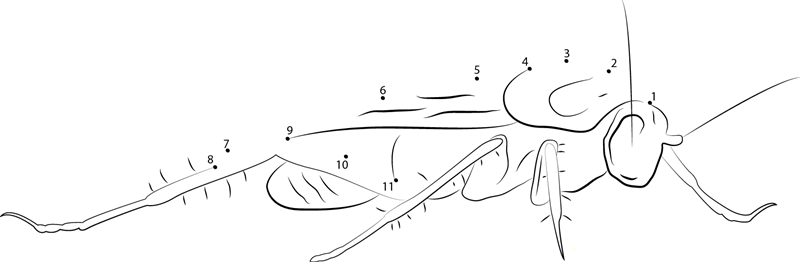 Cockroach Close Up Right Front dot to dot worksheets