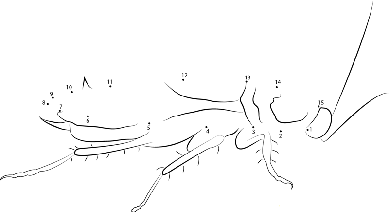 Mature American Cockroach dot to dot worksheets