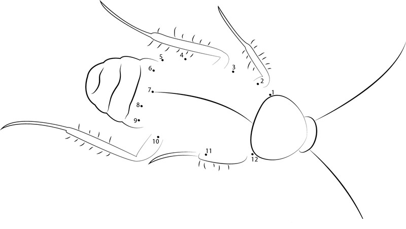 Oriental Cockroach printable dot to dot worksheet