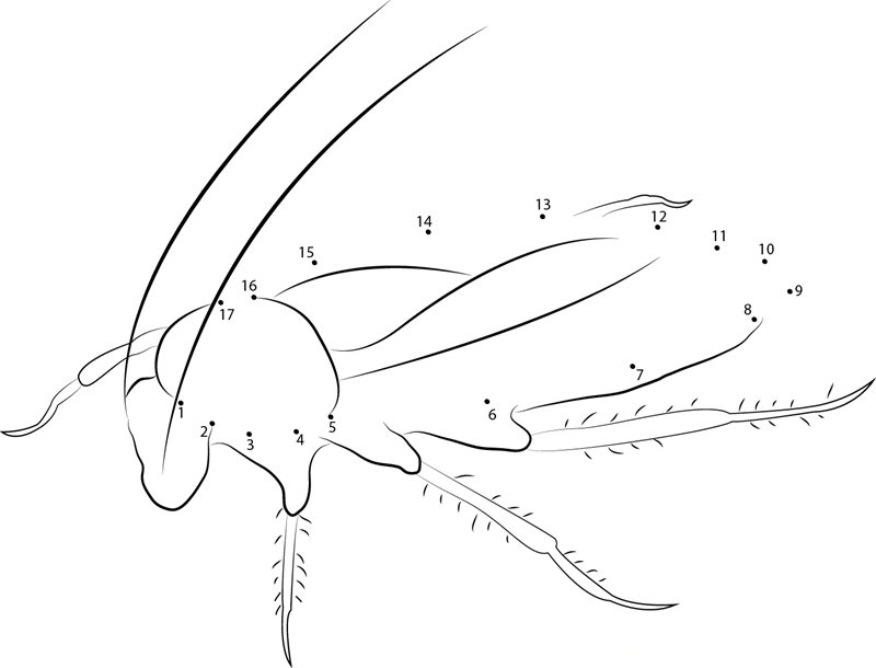 Red Cockroach printable dot to dot worksheet